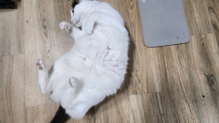 야옹~_9.jpg