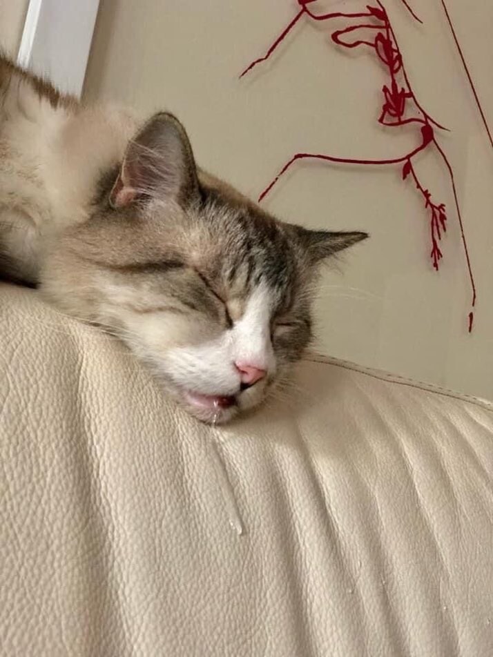 낮잠자는 고양이.jpg_1.jpg