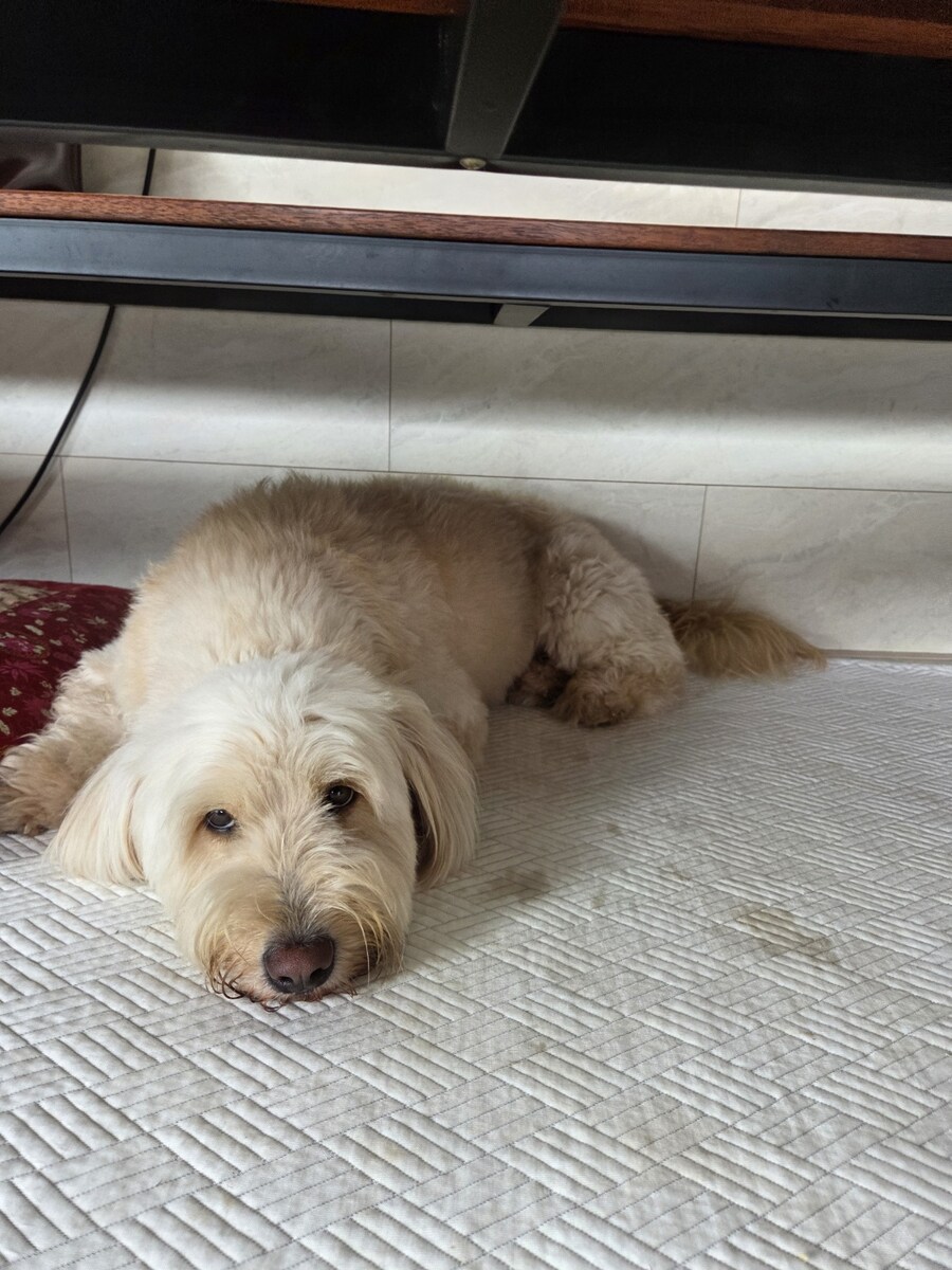 울집 댕댕이 녹아버림_2.jpg