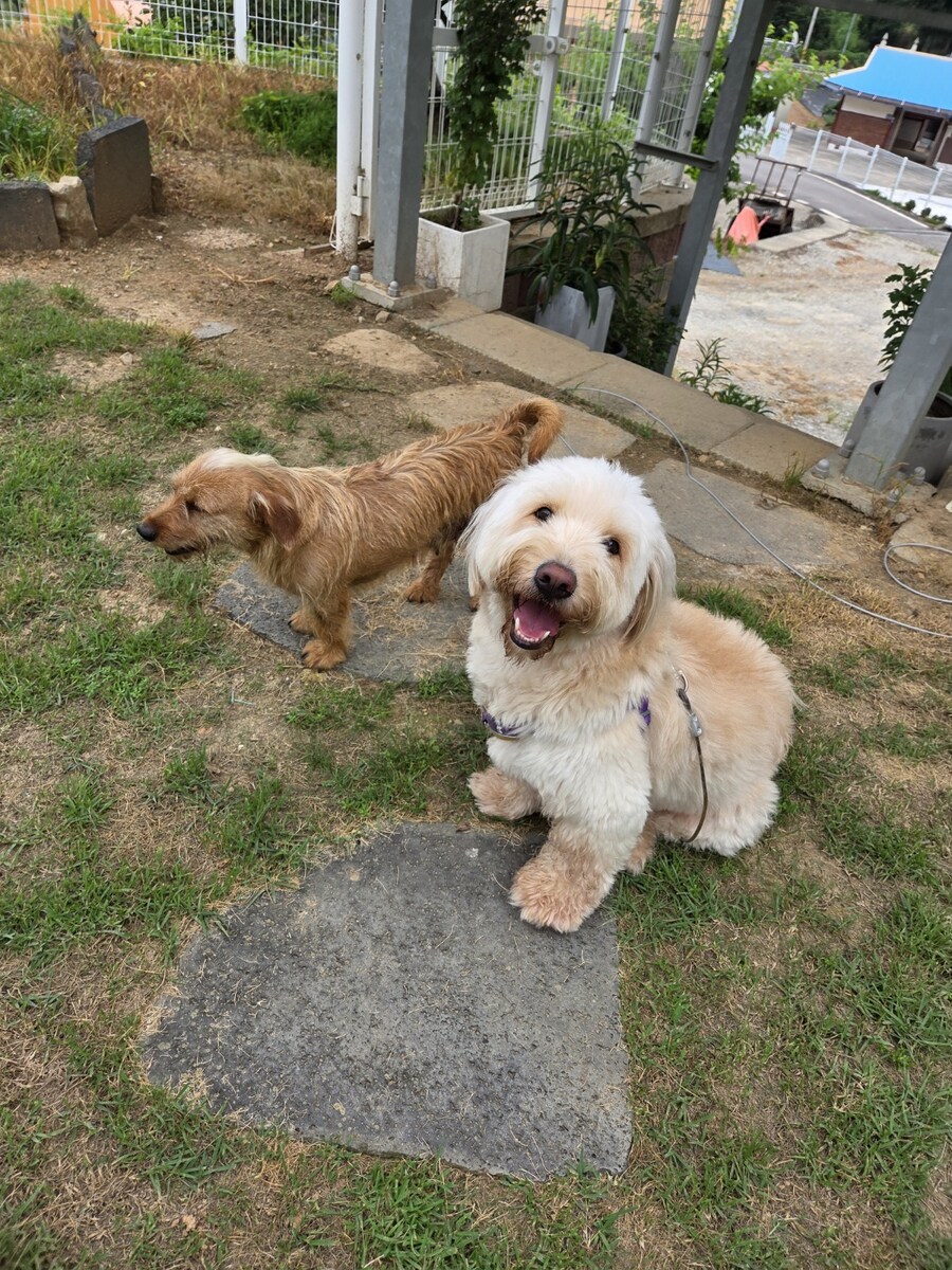 울집 댕댕이 녹아버림_3.jpg