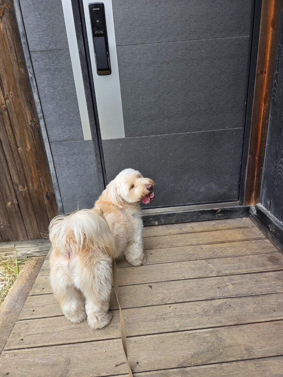 울집 댕댕이 녹아버림_5.jpg