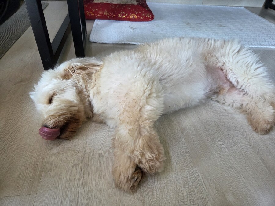 울집 댕댕이 녹아버림_6.jpg