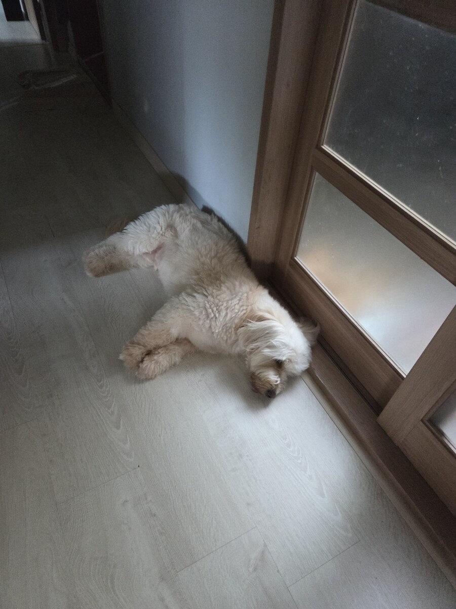울집 댕댕이 녹아버림_7.jpg