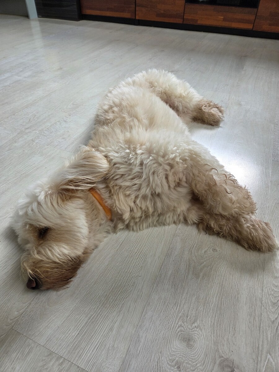 울집 댕댕이 녹아버림_8.jpg