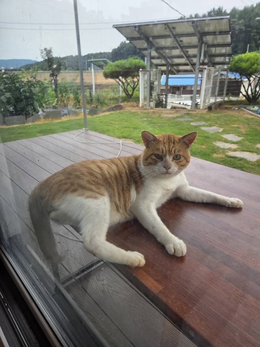 울집 댕댕이 녹아버림_10.jpg