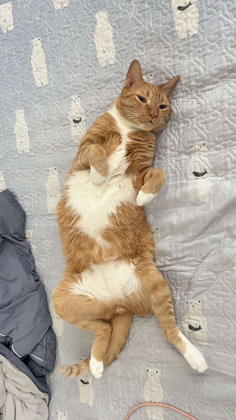 고양이 자랑_1.jpg