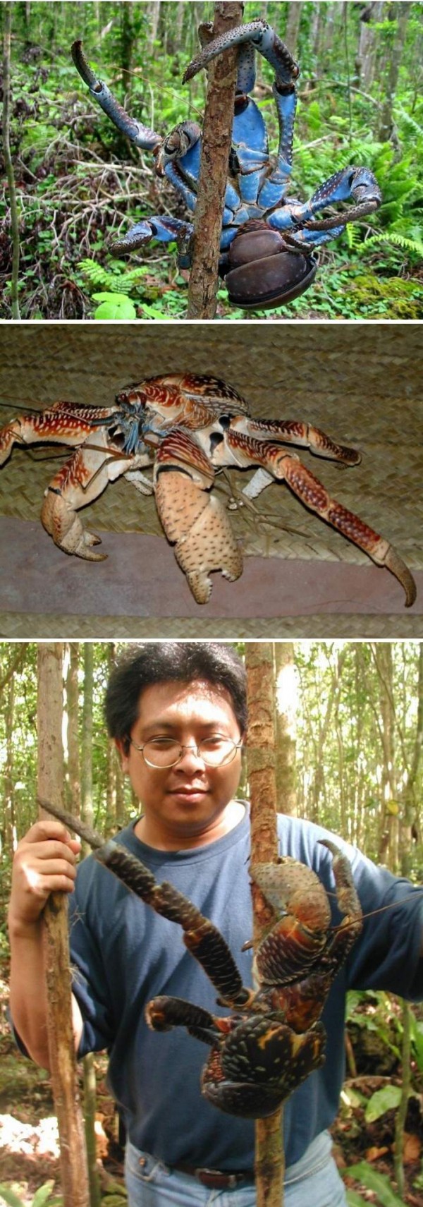 남태평양의 코코넛 게.jpg_3.jpg