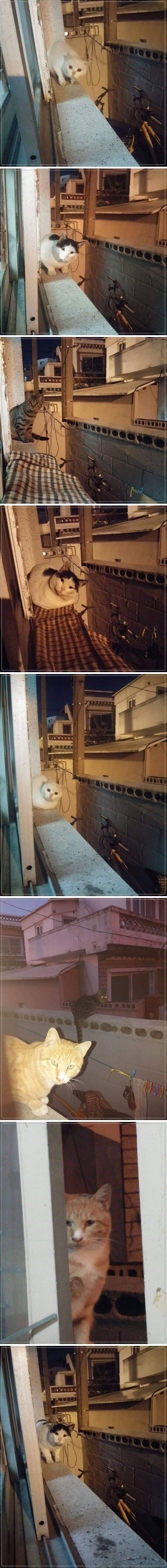 동네 길냥이 핫플레이스.jpg_1.jpg