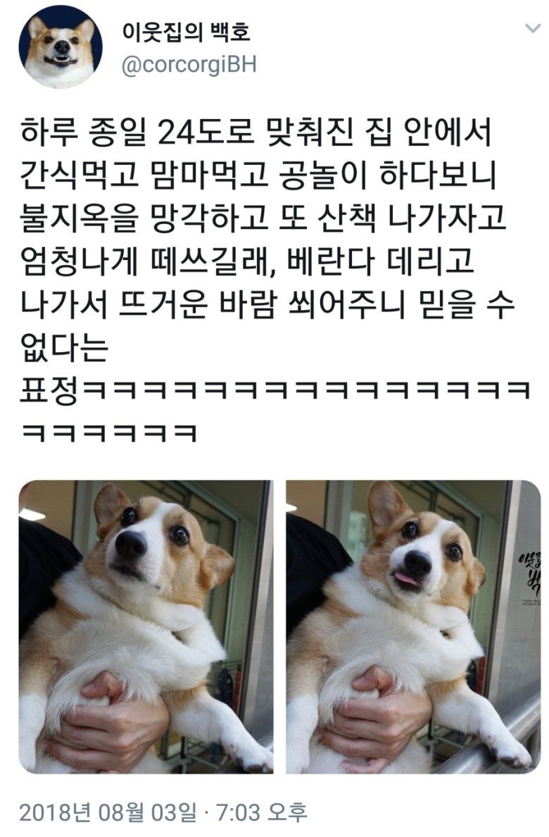 2018년 헬더위를 느꼈던 동물들.jpg_1.jpeg