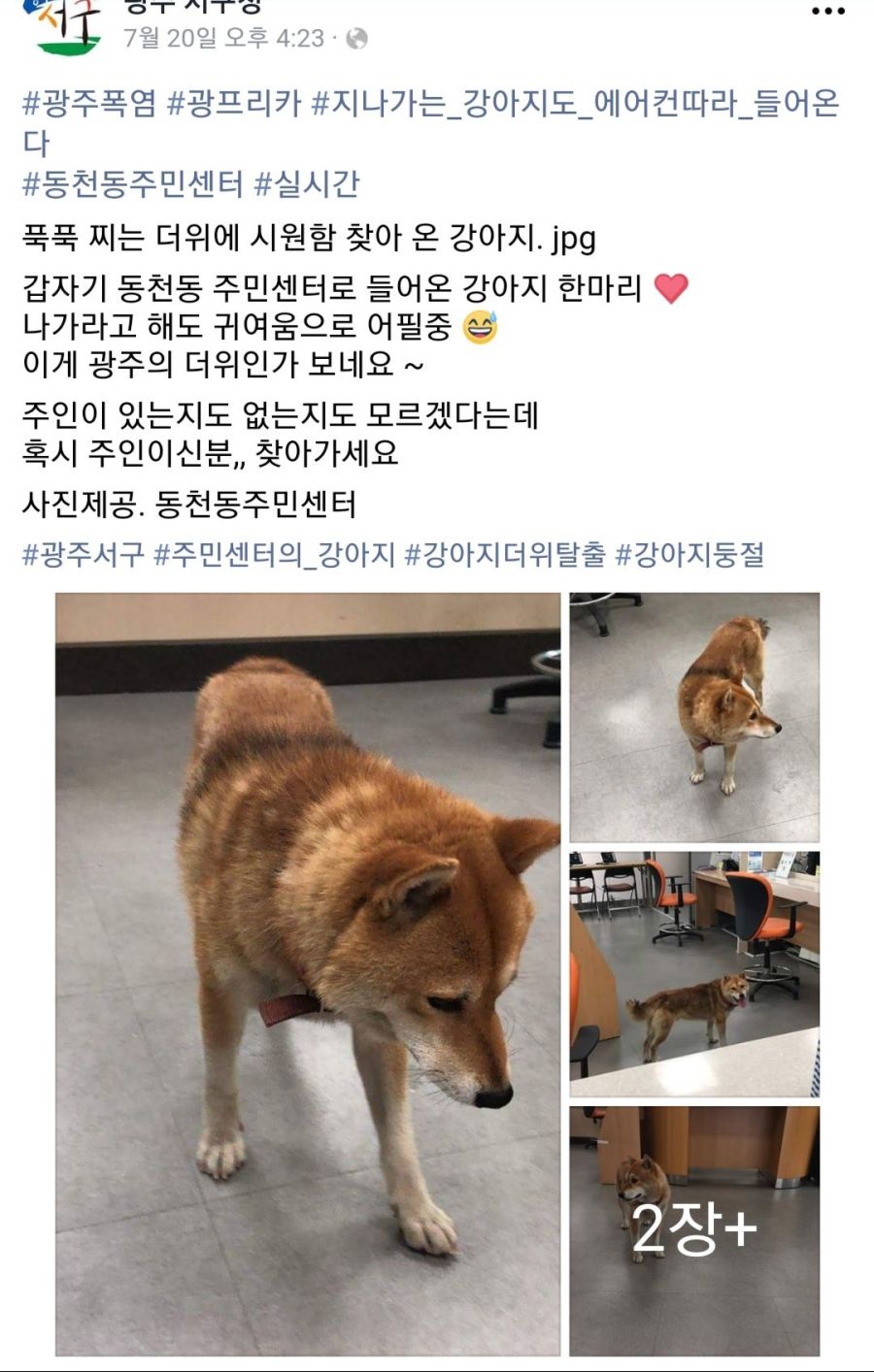 2018년 헬더위를 느꼈던 동물들.jpg_3.jpg
