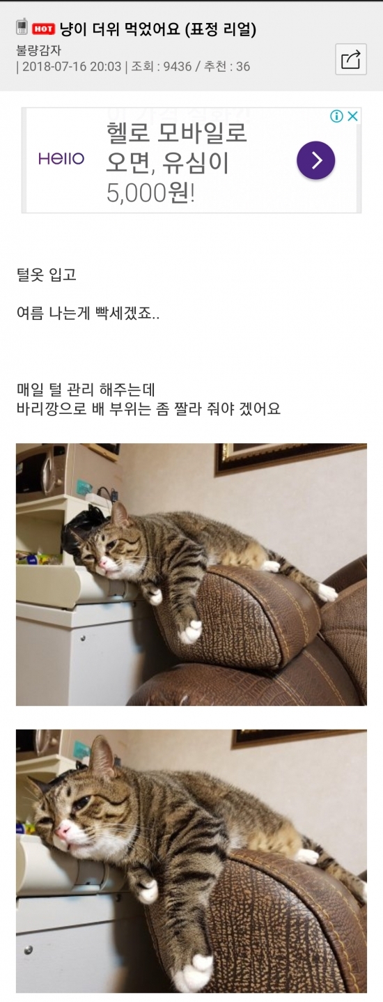 2018년 헬더위를 느꼈던 동물들.jpg_4.jpg
