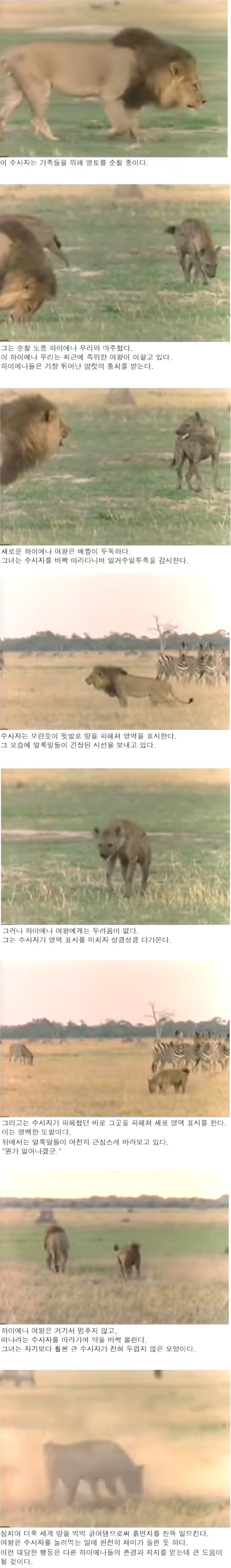 용감한 하이에나 여왕.jpg_1.jpg