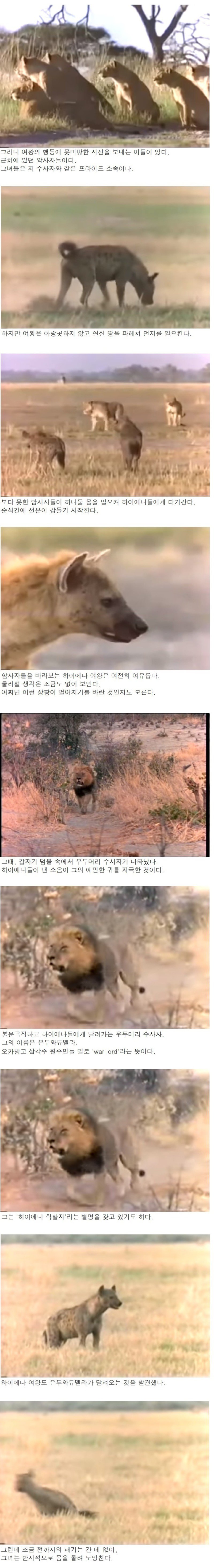 용감한 하이에나 여왕.jpg_2.jpg