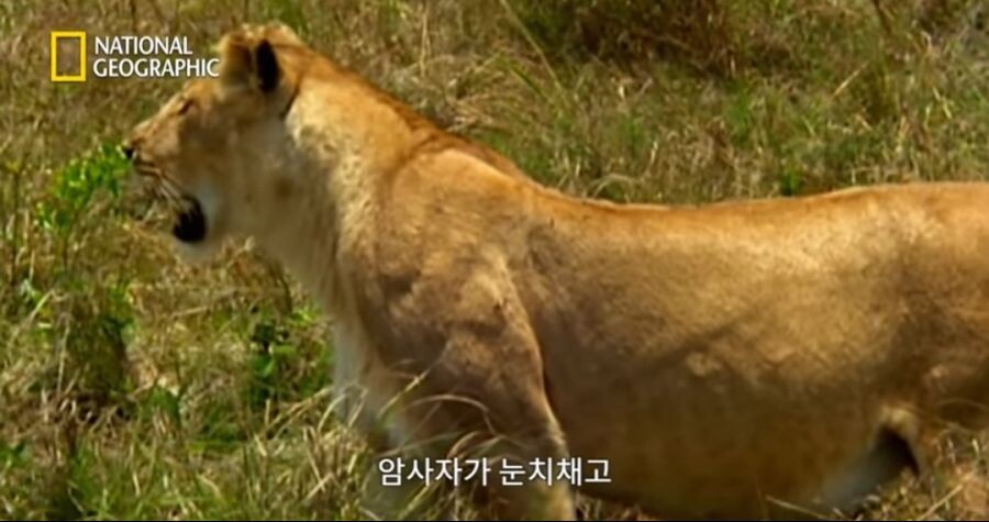 새끼 사자를 몰이사냥하는 들소떼_1.jpeg