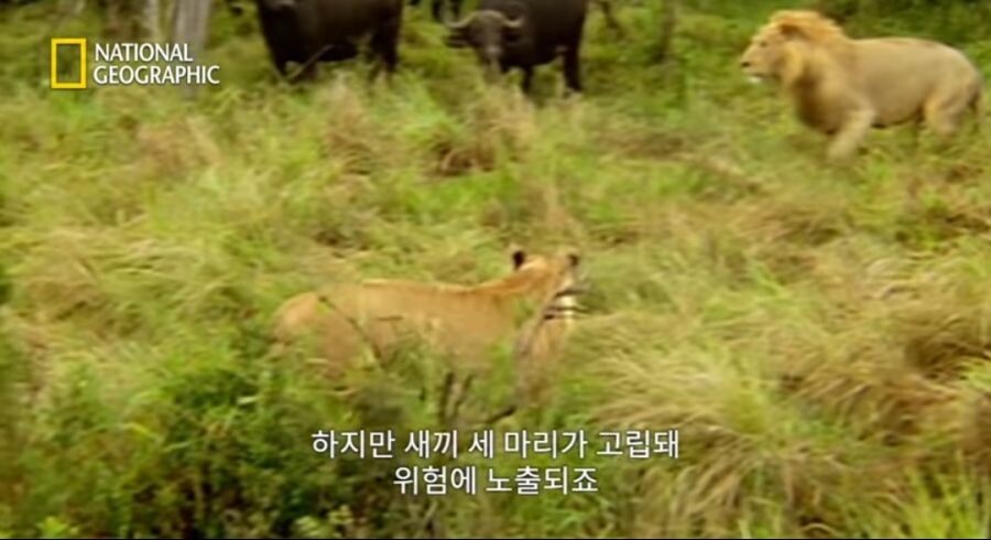 새끼 사자를 몰이사냥하는 들소떼_4.jpeg