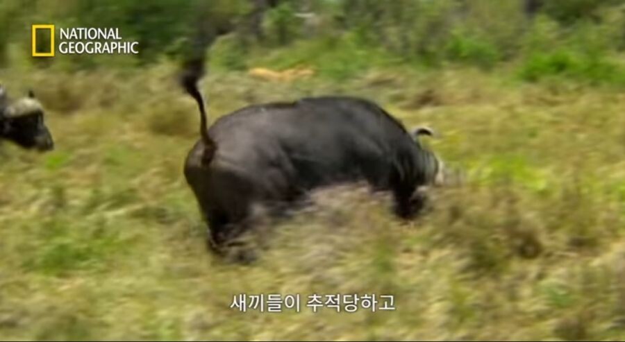 새끼 사자를 몰이사냥하는 들소떼_6.jpeg