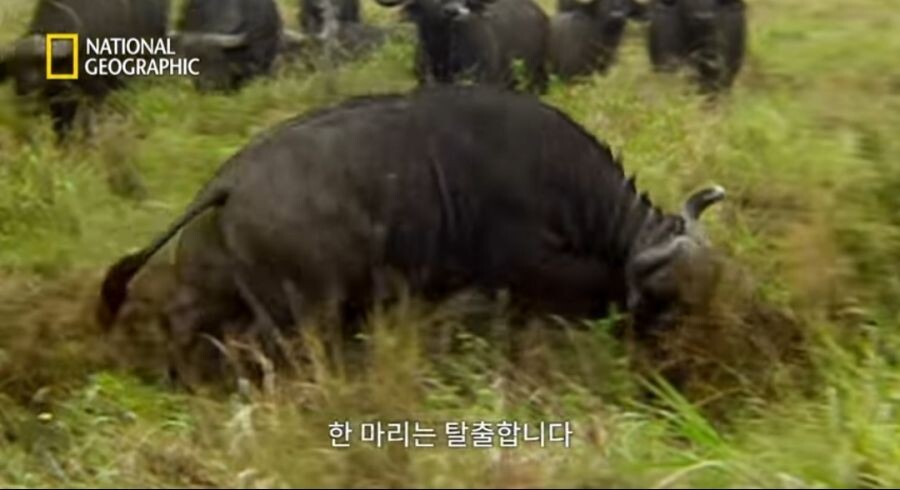 새끼 사자를 몰이사냥하는 들소떼_7.jpeg
