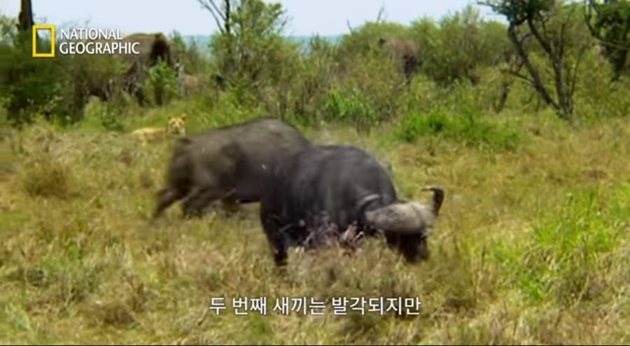 새끼 사자를 몰이사냥하는 들소떼_9.jpeg