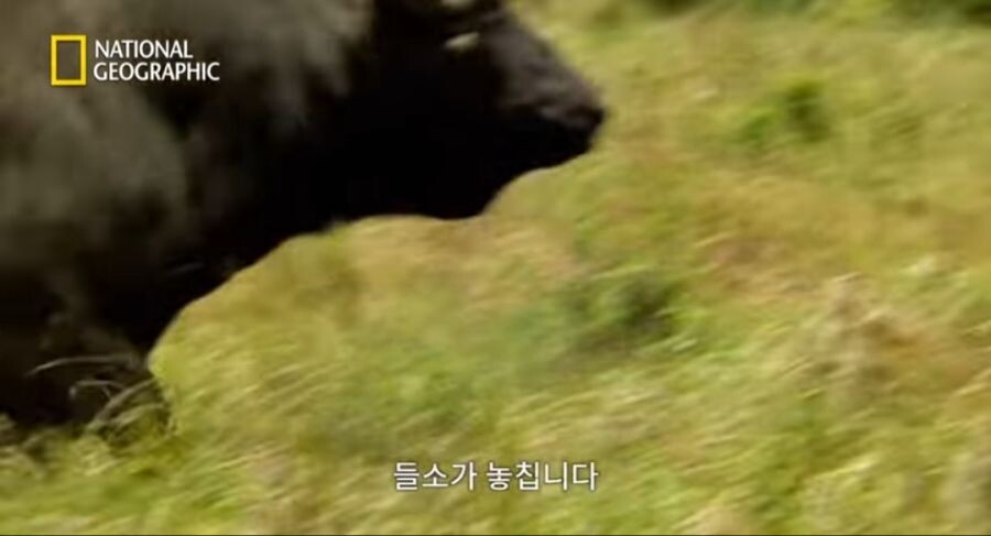 새끼 사자를 몰이사냥하는 들소떼_10.jpeg