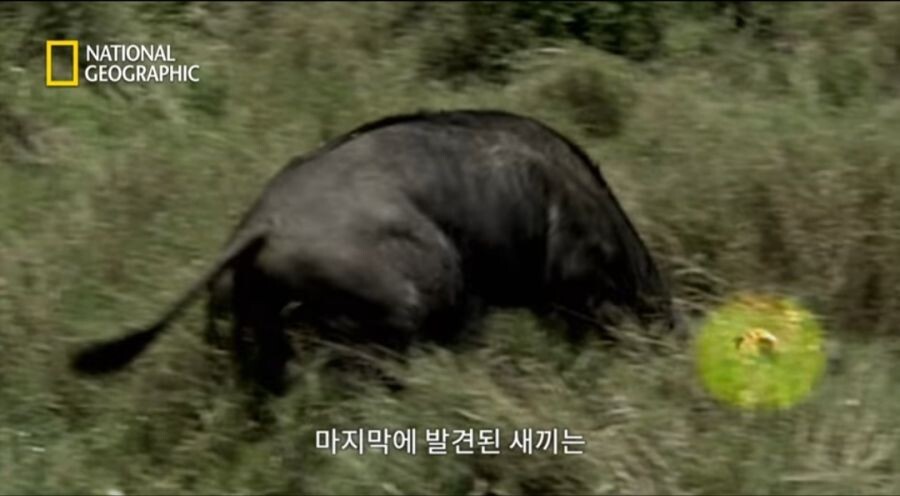 새끼 사자를 몰이사냥하는 들소떼_11.jpeg