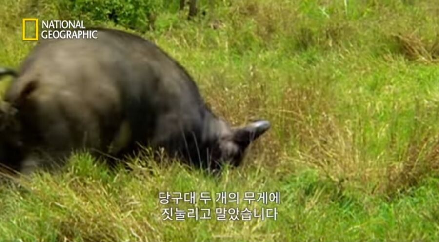 새끼 사자를 몰이사냥하는 들소떼_12.jpeg