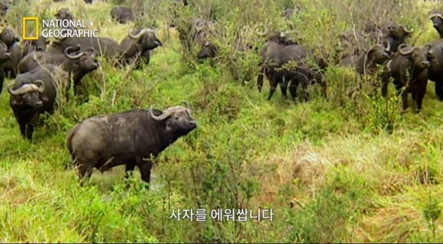사자 새끼를 몰이사냥하는 들소떼_1.jpg