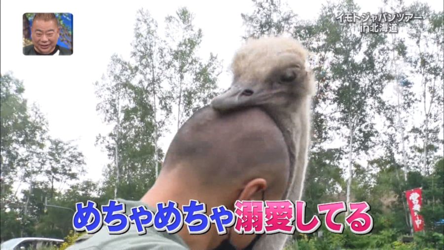 타조: 혹시 이것도 부화하나...?_2.jpg