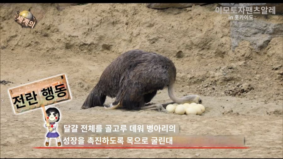 타조: 혹시 이것도 부화하나...?_3.jpg
