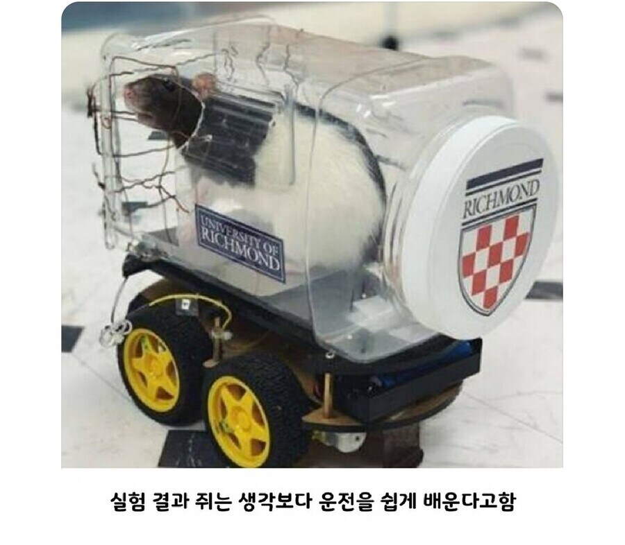 의외로 쥐들이 좋아하는 행위_1.jpg