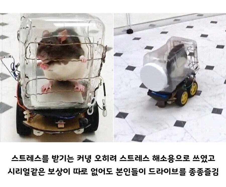 의외로 쥐들이 좋아하는 행위_2.jpg