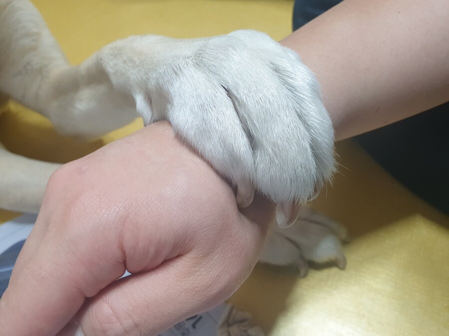울집 똥개 특기.jpeg_3.jpg
