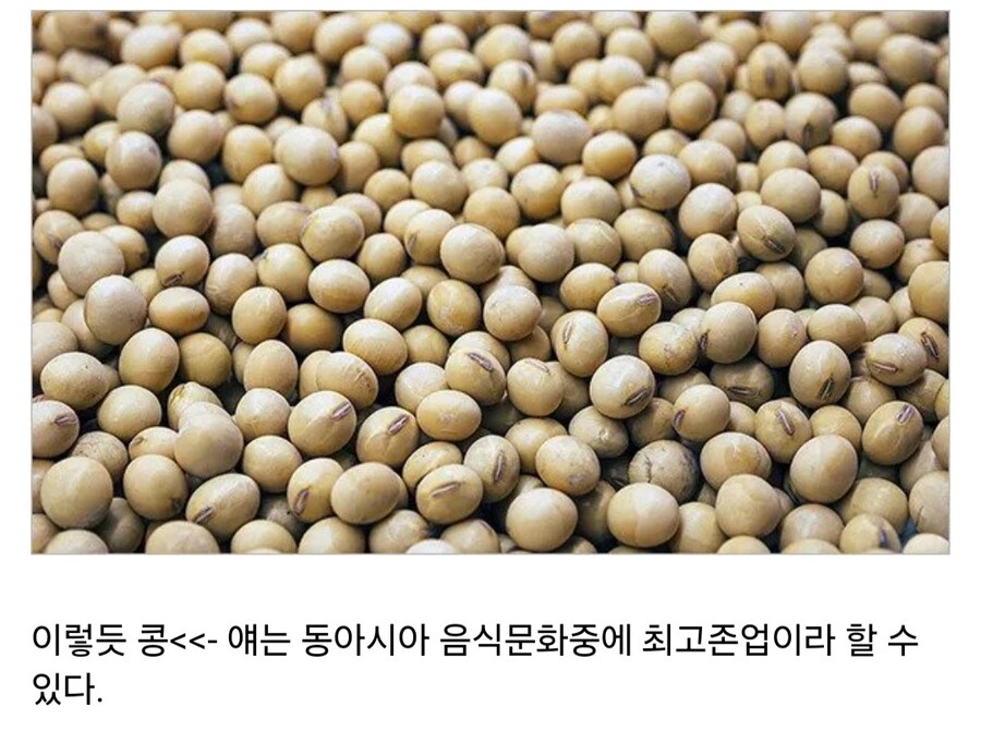 동아시아에서 가장 중요한 식재료_10.jpg