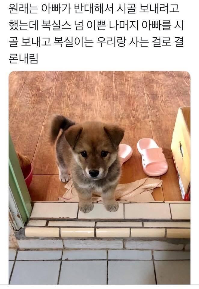 귀여운 복실이.. 안타깝지만.jpg_1.jpg