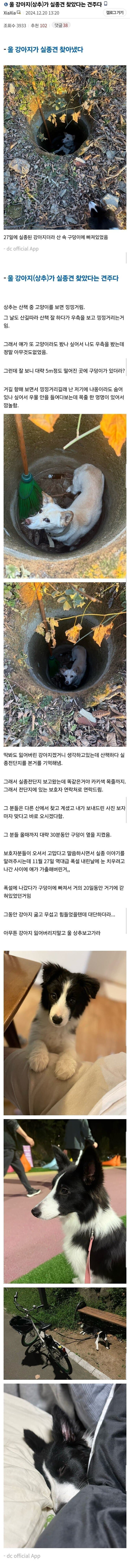 실종된 강아지를 찾은 강아지.jpg_1.jpg