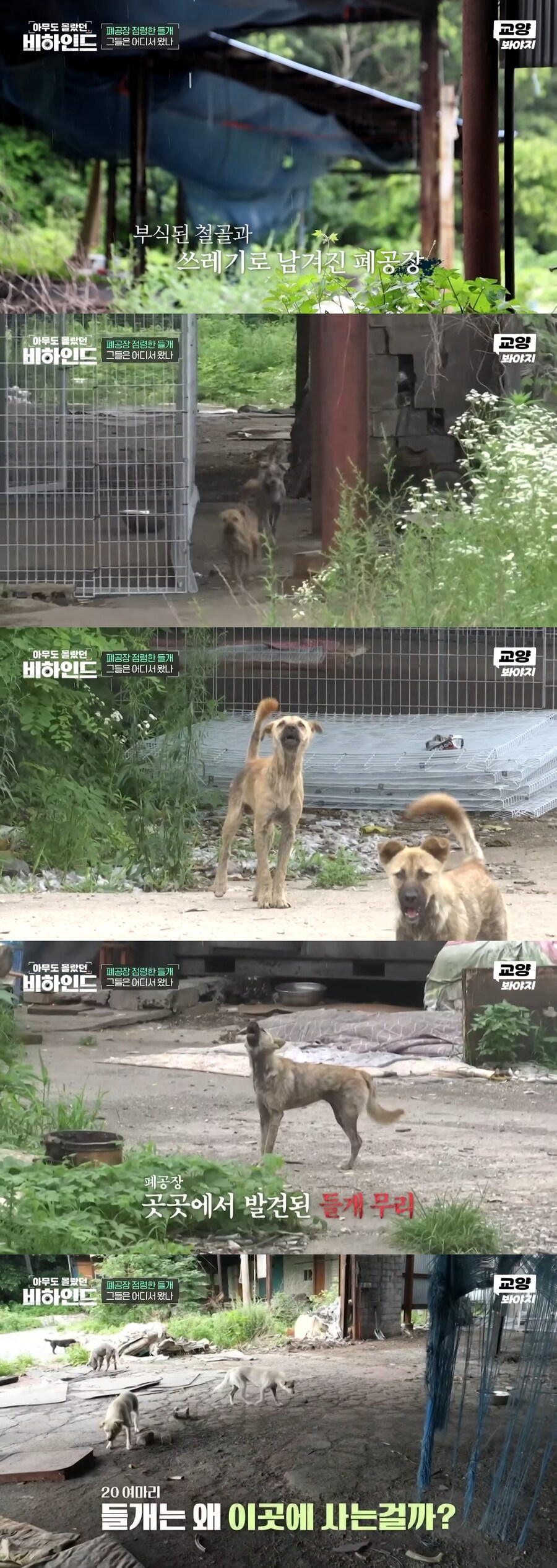 폐공장에 버려진 들개를 구조하는 사람들_2.jpg