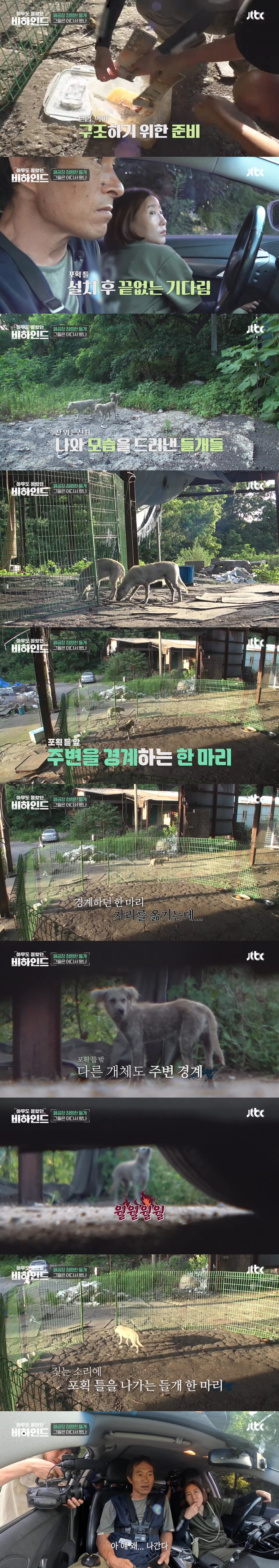폐공장에 버려진 들개를 구조하는 사람들_5.jpg