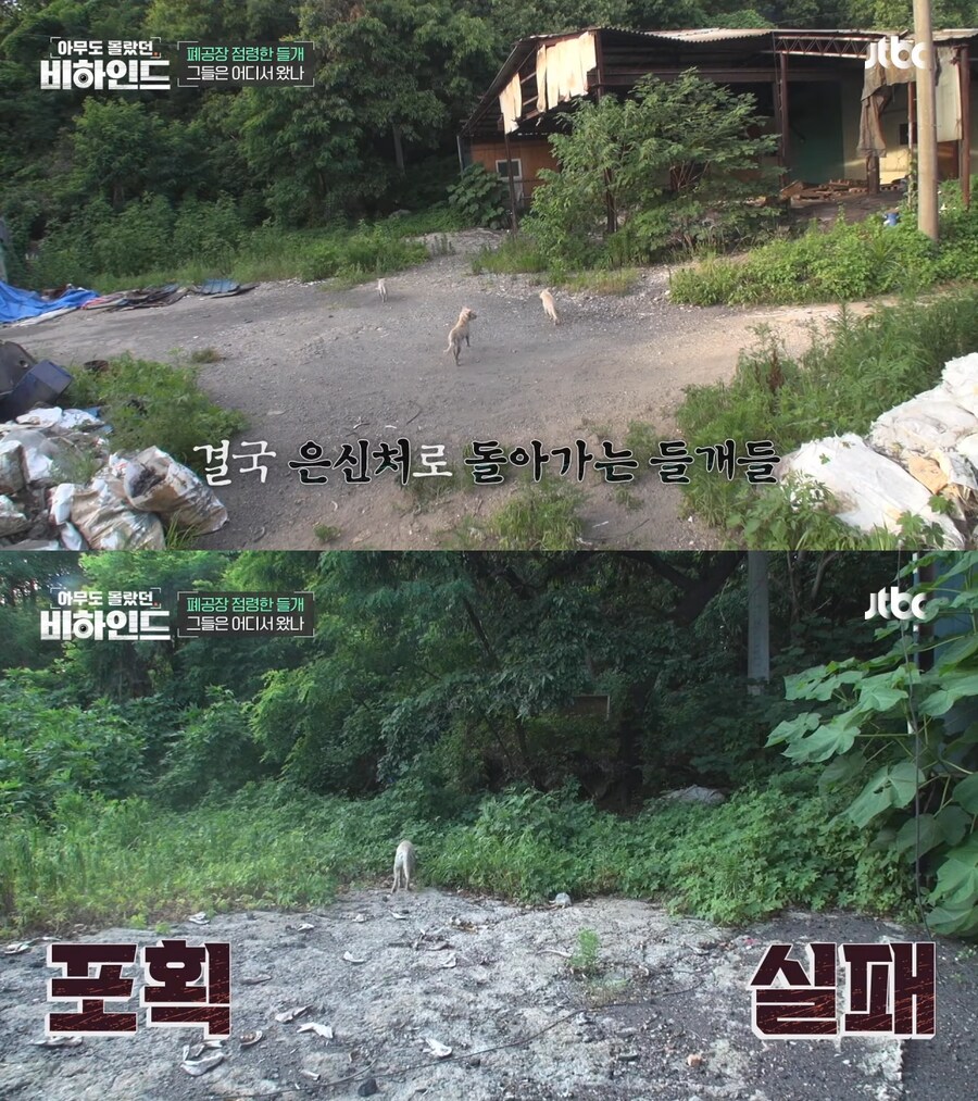 폐공장에 버려진 들개를 구조하는 사람들_6.jpg