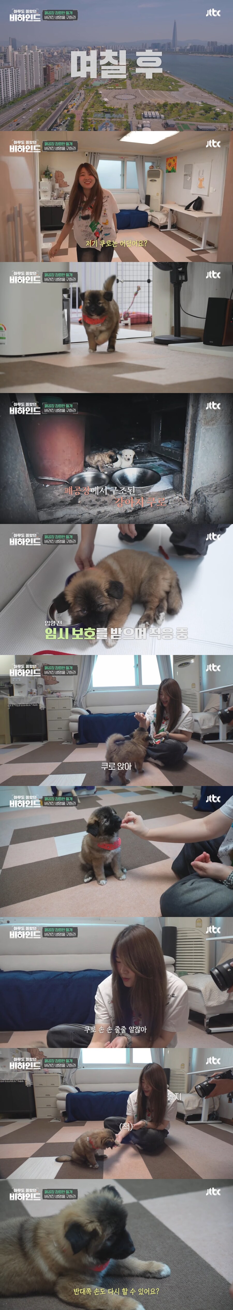폐공장에 버려진 들개를 구조하는 사람들_12.jpg