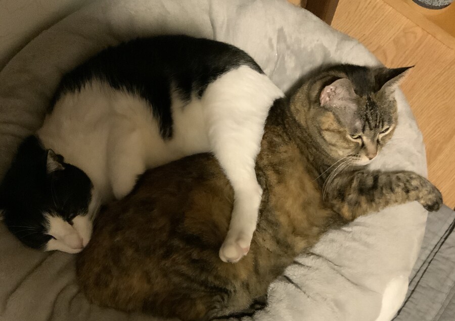 고양이 두마리 보고가셈_2.jpg