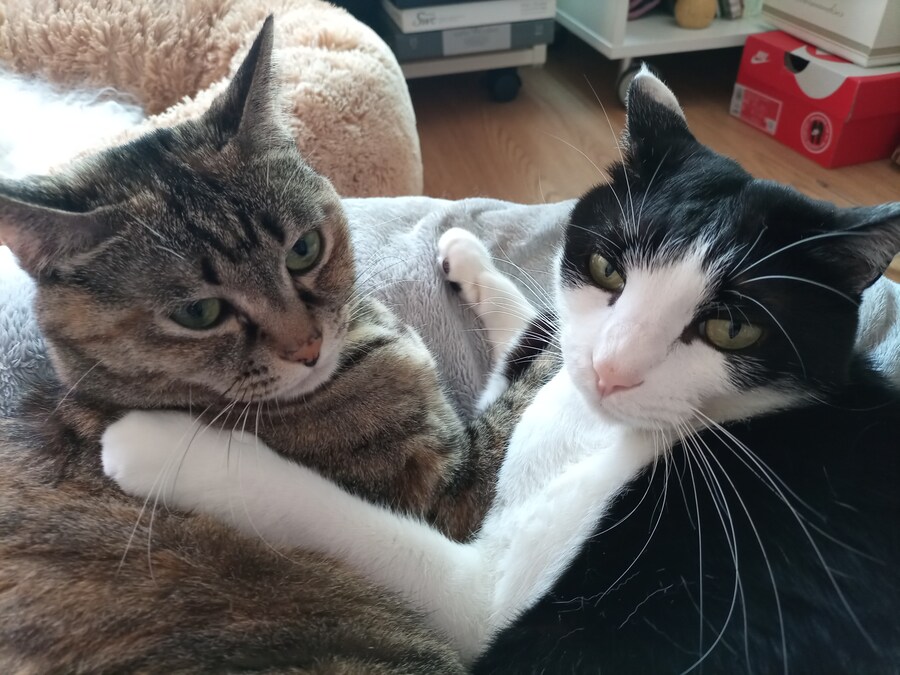 고양이 두마리 보고가셈_3.jpg