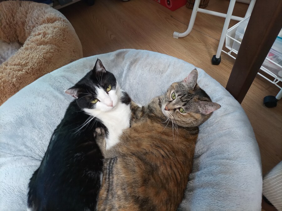 고양이 두마리 보고가셈_4.jpg