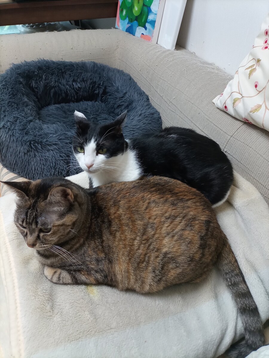 고양이 두마리 보고가셈_5.jpg