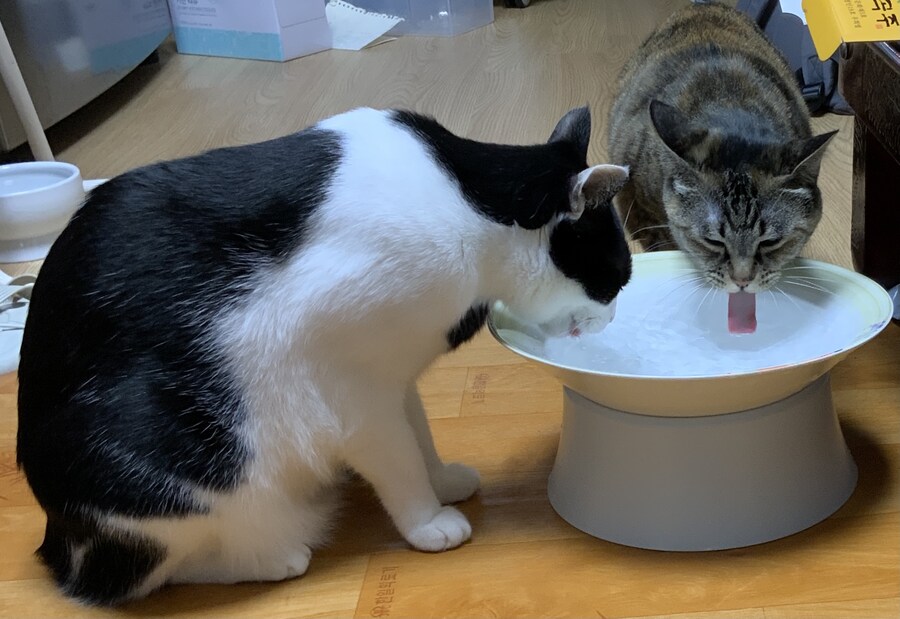 고양이 두마리 보고가셈_9.jpg