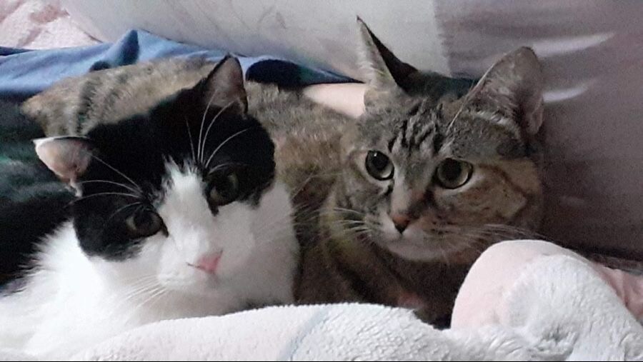 고양이 두마리 보고가셈_10.jpg