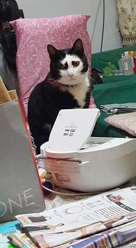 고양이 외모 유형_2.jpg
