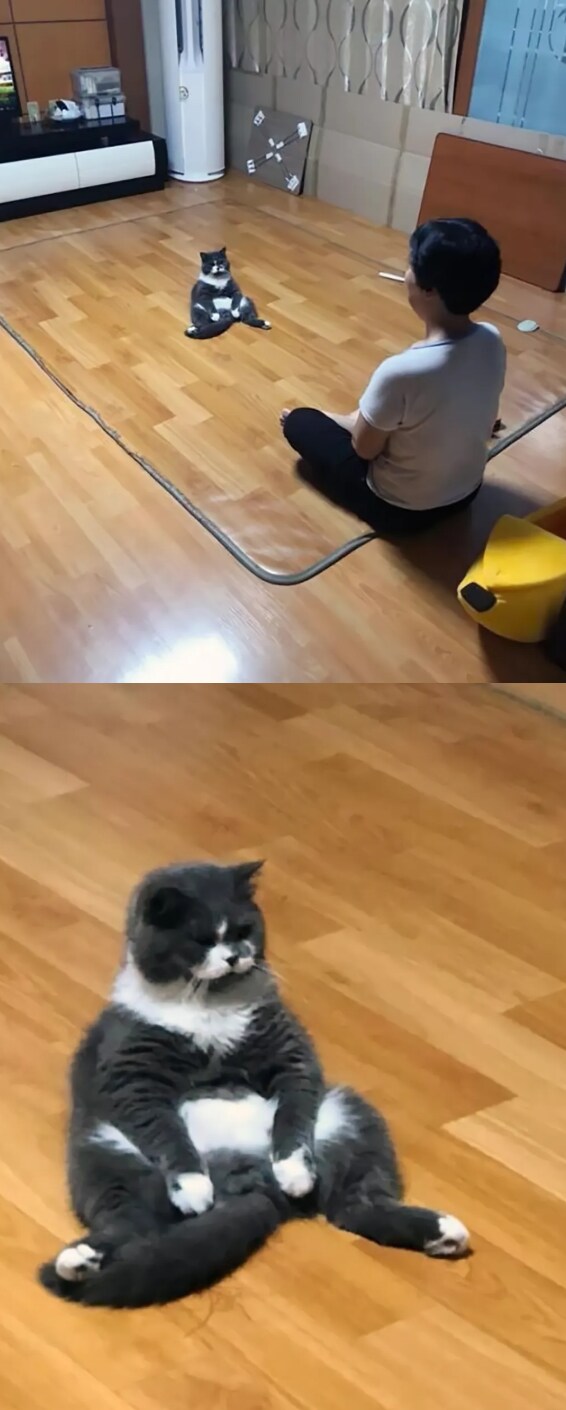 협상조건을 부르겠다냥.jpg_1.png