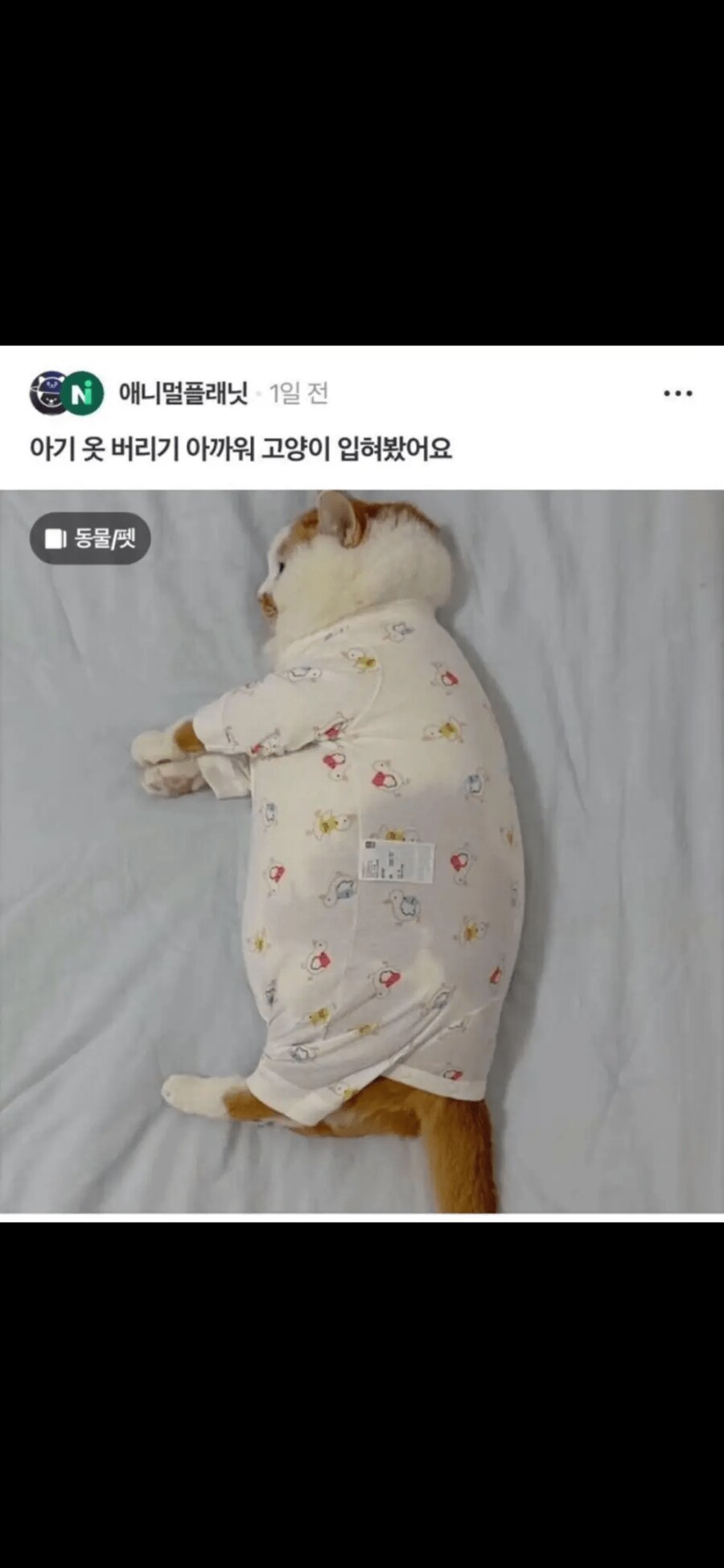 아기옷 버리기 아까워서 고양이 입혀봤어요.jpg_1.png