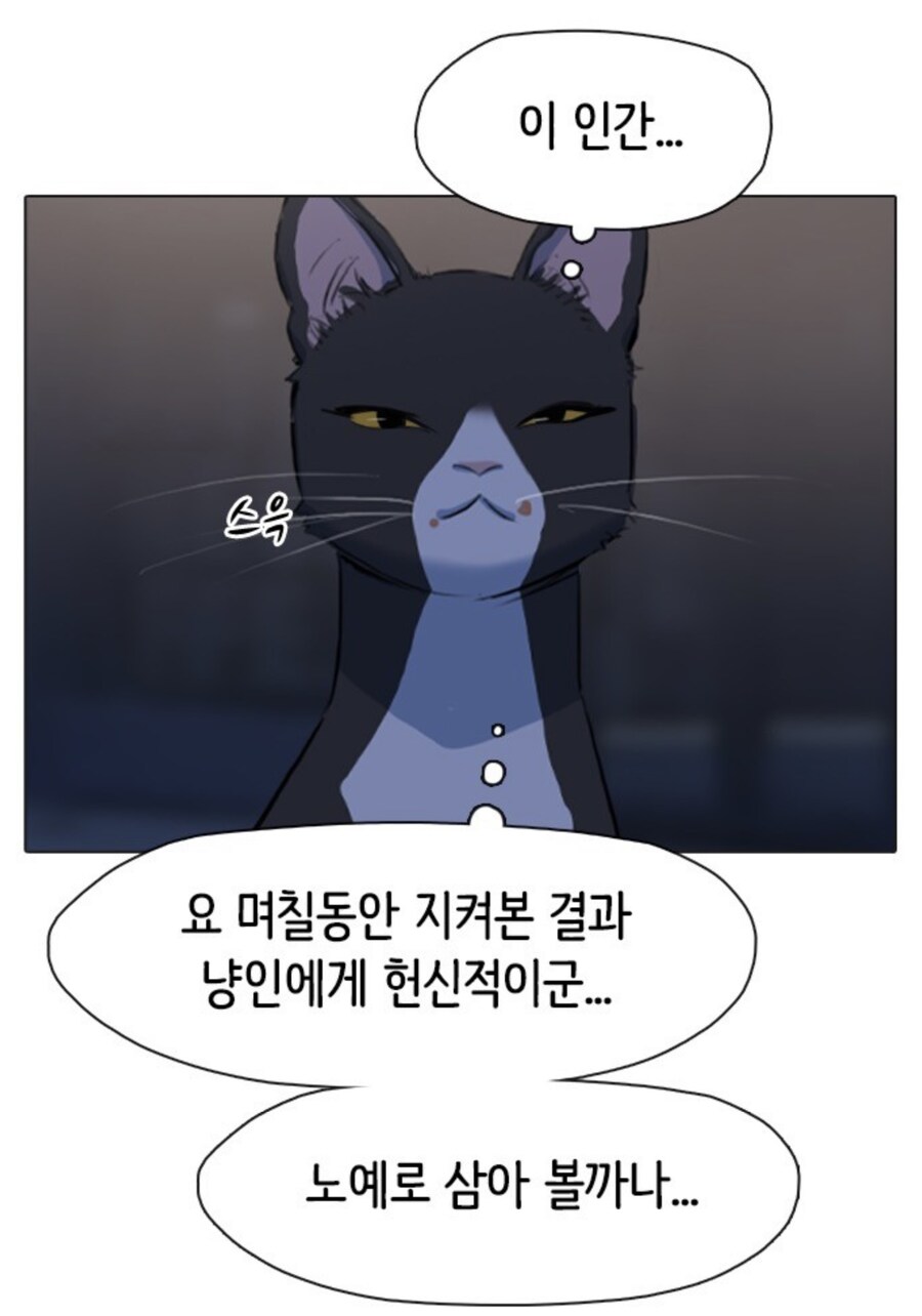 고양이 잘알 작가들이 그리는 고양이 특징_7.jpg