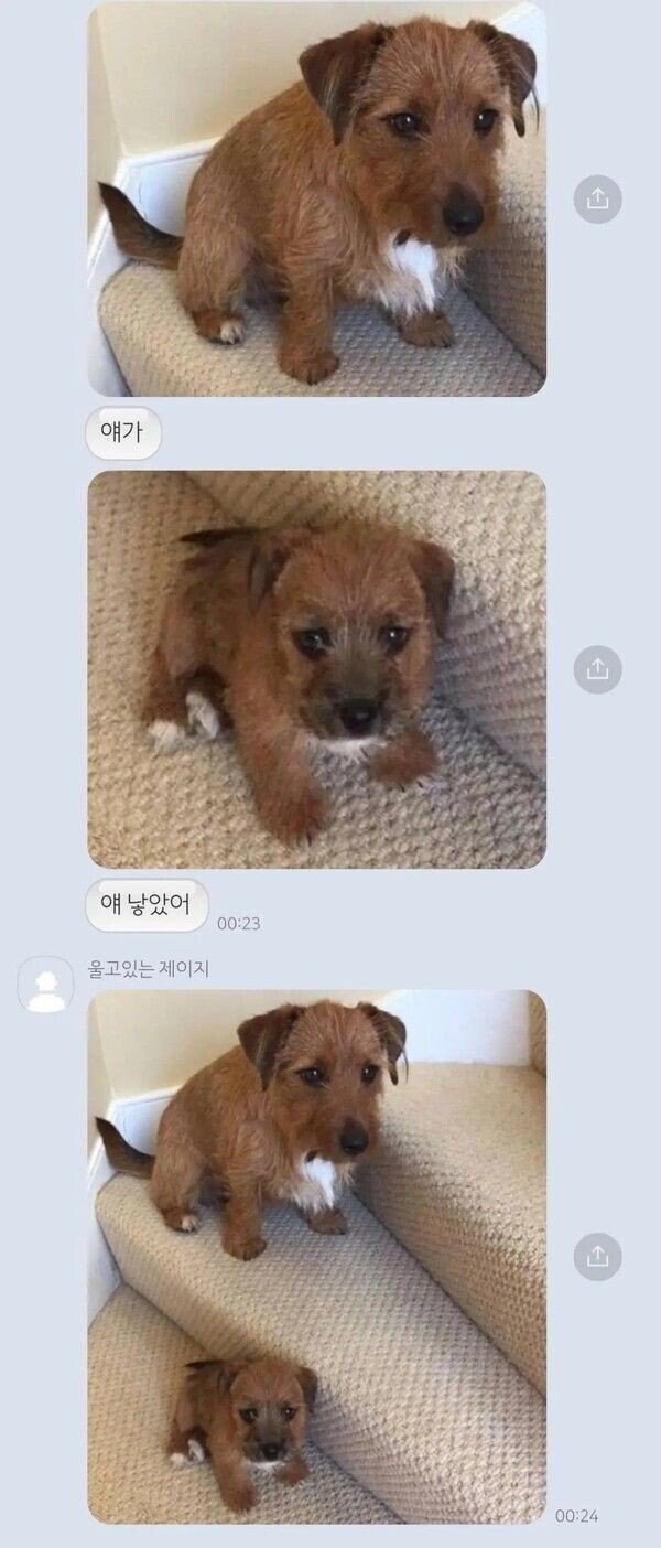댕댕이 복제 성공_1.jpg
