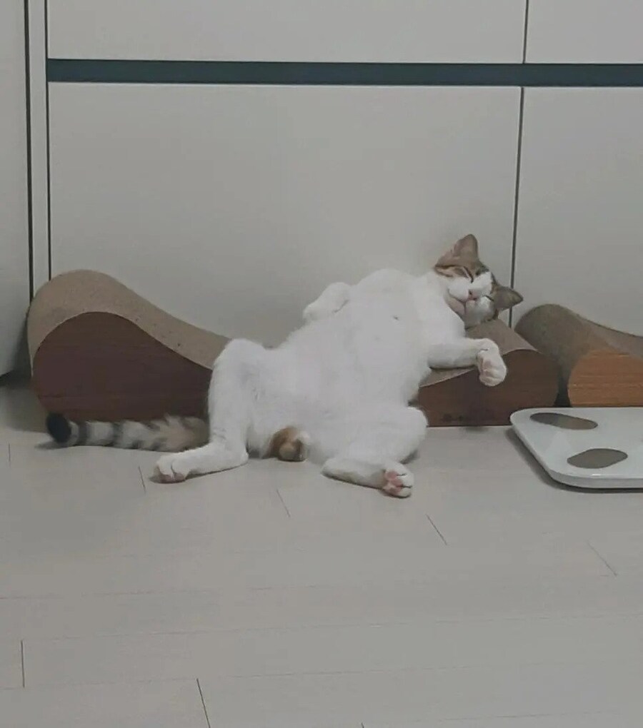 고양이 소파 리뷰 후기.jpg_2.jpg